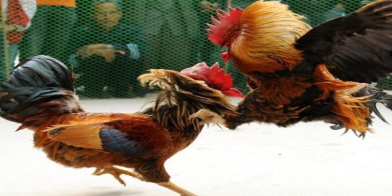 Cược odds tại nhà WIN79