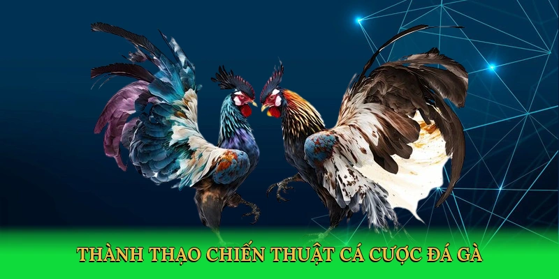thanh-thao-chien-thuat-ca-cuoc-da-ga-4