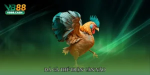 Đá gà thế trận cân não