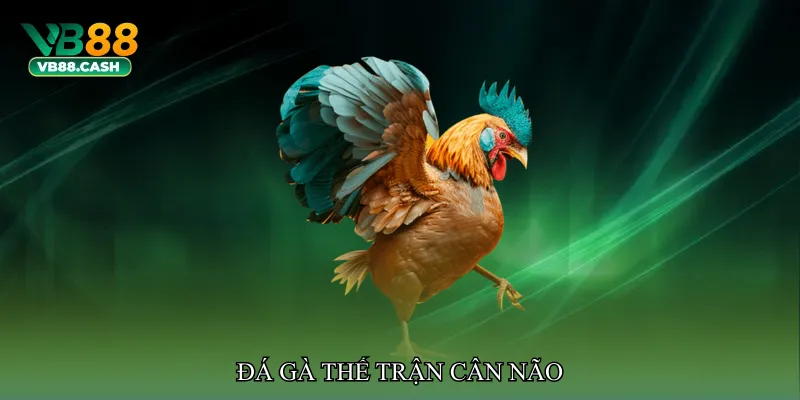 Đá gà thế trận cân não