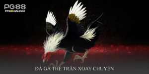 Đá gà thế trận xoay chuyển